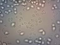 Infundibulicybe gibba  Infundibulicybe gibba