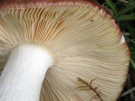 holubinka celokrajná holubinka celokrajná