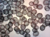 holubinka celokrajná holubinka celokrajná