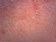 holubinka celokrajná holubinka celokrajná