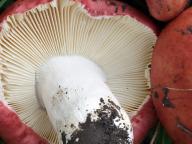 holubinka červenobílá holubinka červenobílá