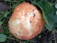 holubinka červenobílá holubinka červenobílá