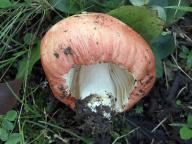 holubinka červenobílá holubinka červenobílá