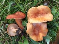 ryzec oranžově hnědý ryzec oranžově hnědý