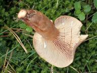 ryzec oranžově hnědý ryzec oranžově hnědý