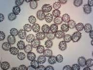 ryzec oranžově hnědý ryzec oranžově hnědý