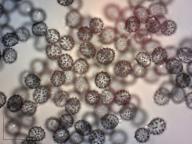 holubinka krvavá holubinka krvavá