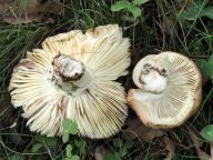 holubinka slanečková holubinka slanečková