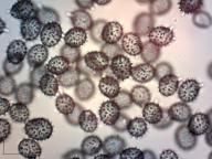 holubinka slanečková holubinka slanečková