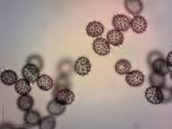 holubinka slanečková holubinka slanečková