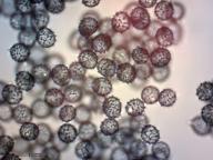 holubinka křehká holubinka křehká