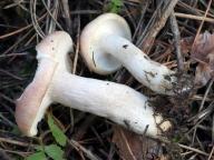 holubinka krvavá holubinka krvavá