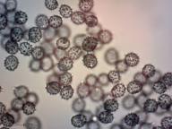 holubinka krvavá holubinka krvavá