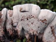 lošáček tmavý lošáček tmavý