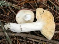 holubinka cihlová holubinka cihlová