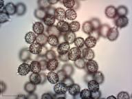 holubinka cihlová holubinka cihlová