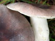 holubinka podmračná holubinka podmračná