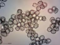 holubinka podmračná holubinka podmračná