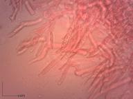 holubinka podmračná holubinka podmračná