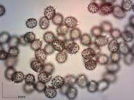 holubinka žlutá holubinka žlutá