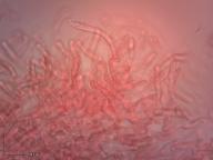 holubinka žlutá holubinka žlutá