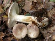 ryzec vodnatý ryzec vodnatý