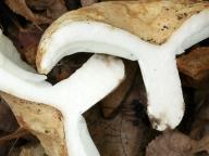 holubinka bílá holubinka bílá