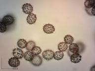 holubinka bílá holubinka bílá