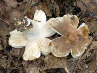 holubinka nelibá holubinka nelibá