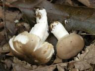 holubinka nelibá holubinka nelibá