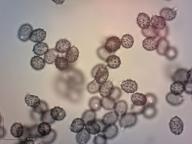 holubinka nelibá holubinka nelibá