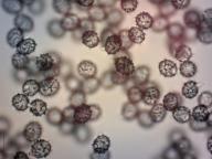 ryzec dubový ryzec dubový