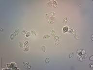 čirůvka běložlutavá čirůvka běložlutavá