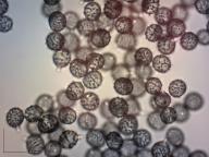 holubinka sličná holubinka sličná