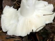 holubinka fialovozelená holubinka fialovozelená