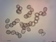 holubinka fialovozelená holubinka fialovozelená