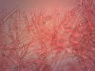 holubinka fialovozelená holubinka fialovozelená