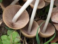 křehutka rozvětvená křehutka rozvětvená