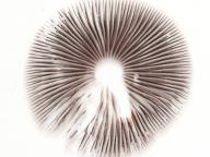 křehutka rozvětvená křehutka rozvětvená