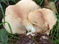 rudoušek uťatý rudoušek uťatý