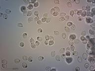 rudoušek uťatý rudoušek uťatý