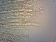 ouško kornoutovité ouško kornoutovité