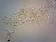 ouško kornoutovité ouško kornoutovité