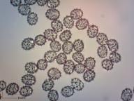 ryzec nasládlý ryzec nasládlý