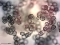 ryzec zelený ryzec zelený