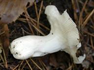 holubinka fialovozelená holubinka fialovozelená