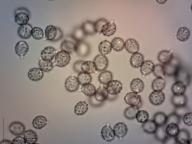 holubinka fialovozelená holubinka fialovozelená