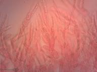 holubinka fialovozelená holubinka fialovozelená