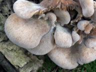 houžovec medvědí houžovec medvědí