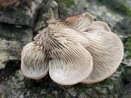 houžovec medvědí houžovec medvědí